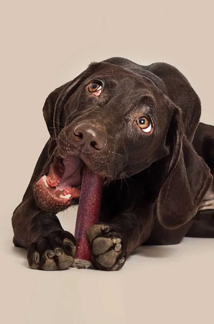 Dog Treats and Chews