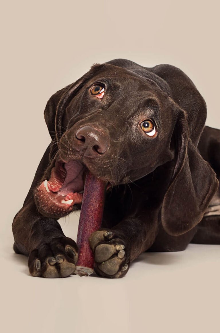 Freeze Dried Dog Food